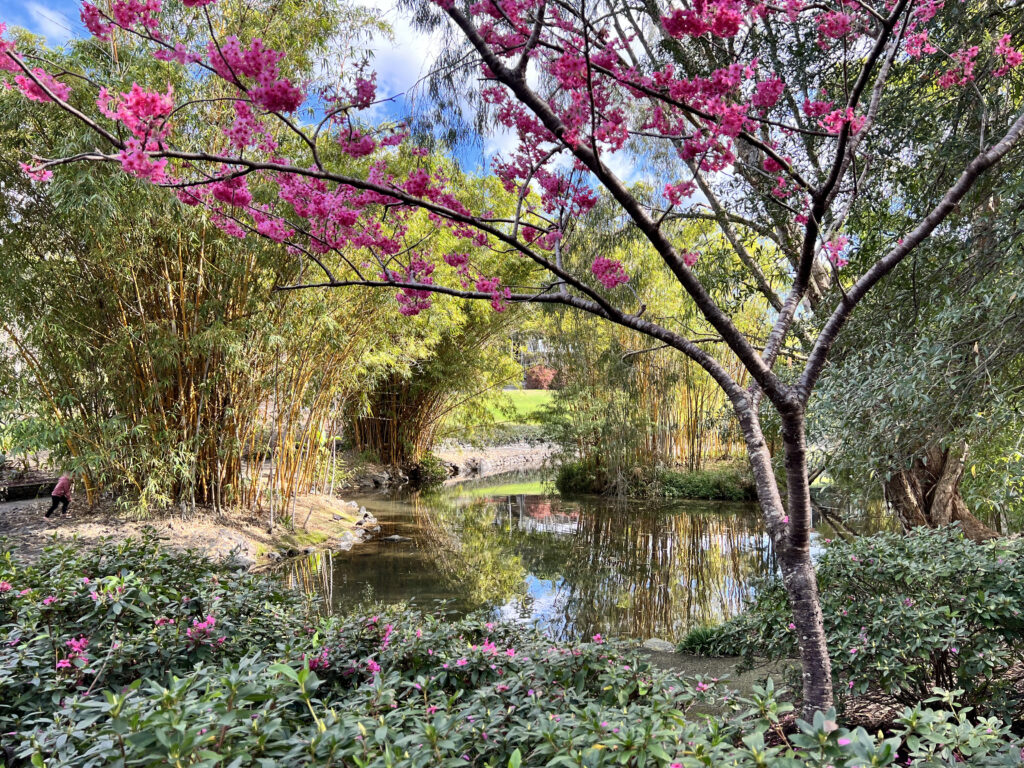 Brisbane Botanic Gardens at Mount Coot-Tha