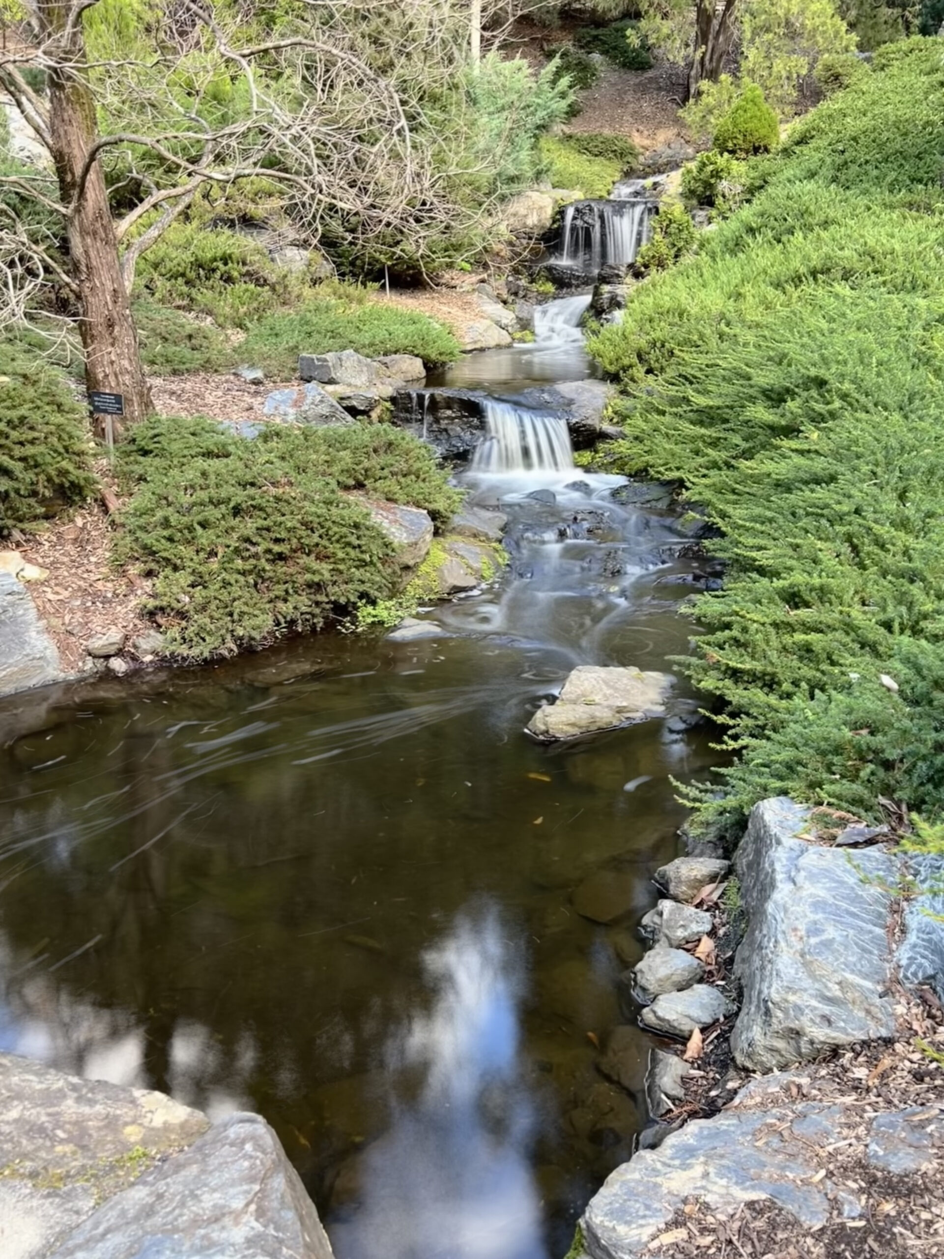 Brisbane Botanic Gardens at Mount Coot-Tha