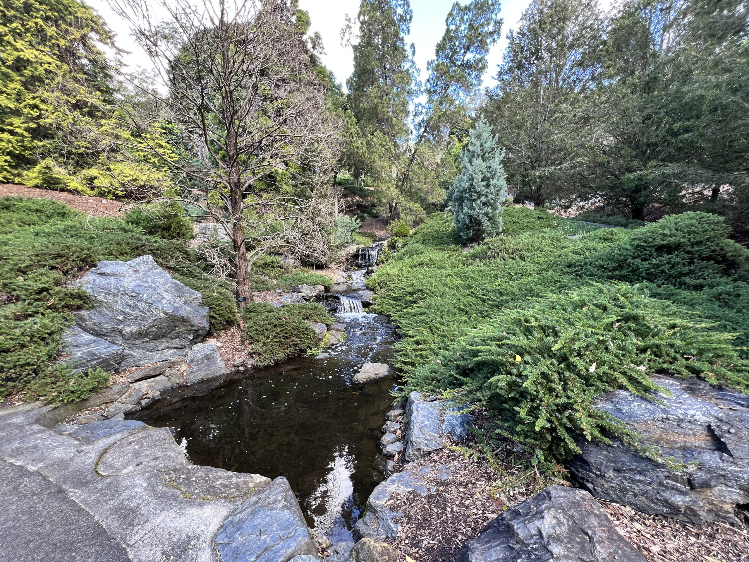 Brisbane Botanic Gardens at Mount Coot-Tha