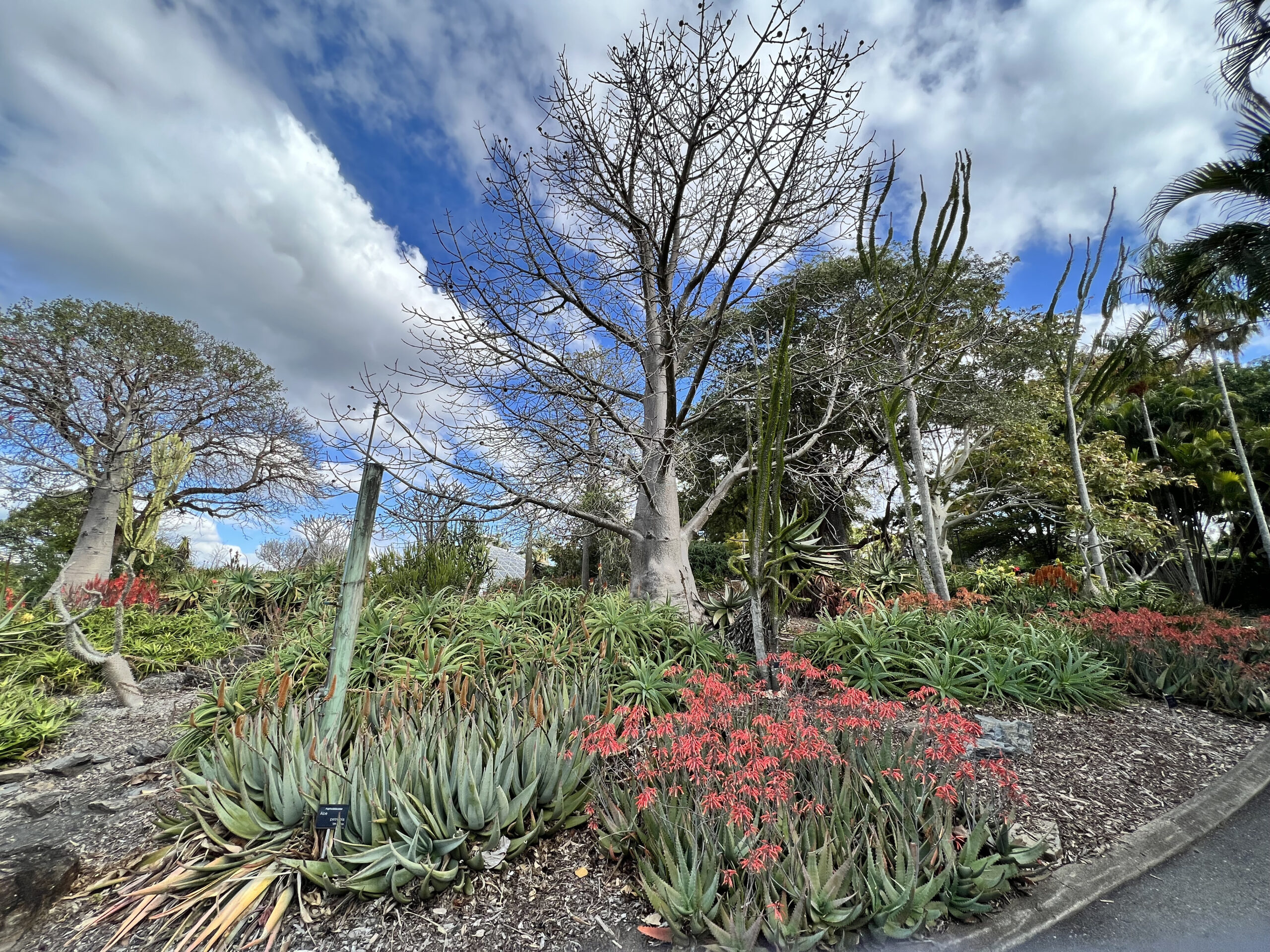 Brisbane Botanic Gardens at Mount Coot-Tha