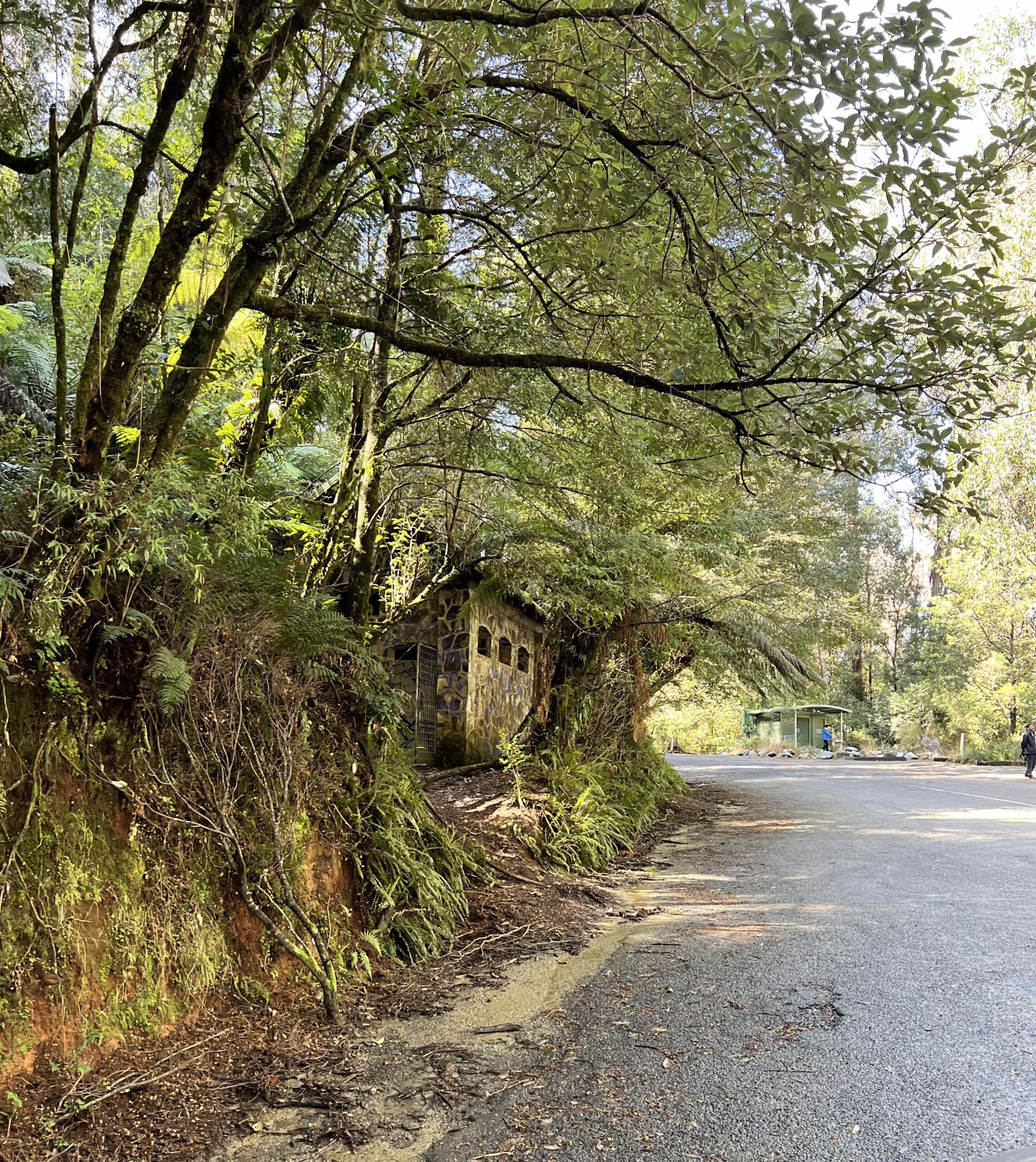 Rainforest Gallery Walk,  Mt Donna Buang