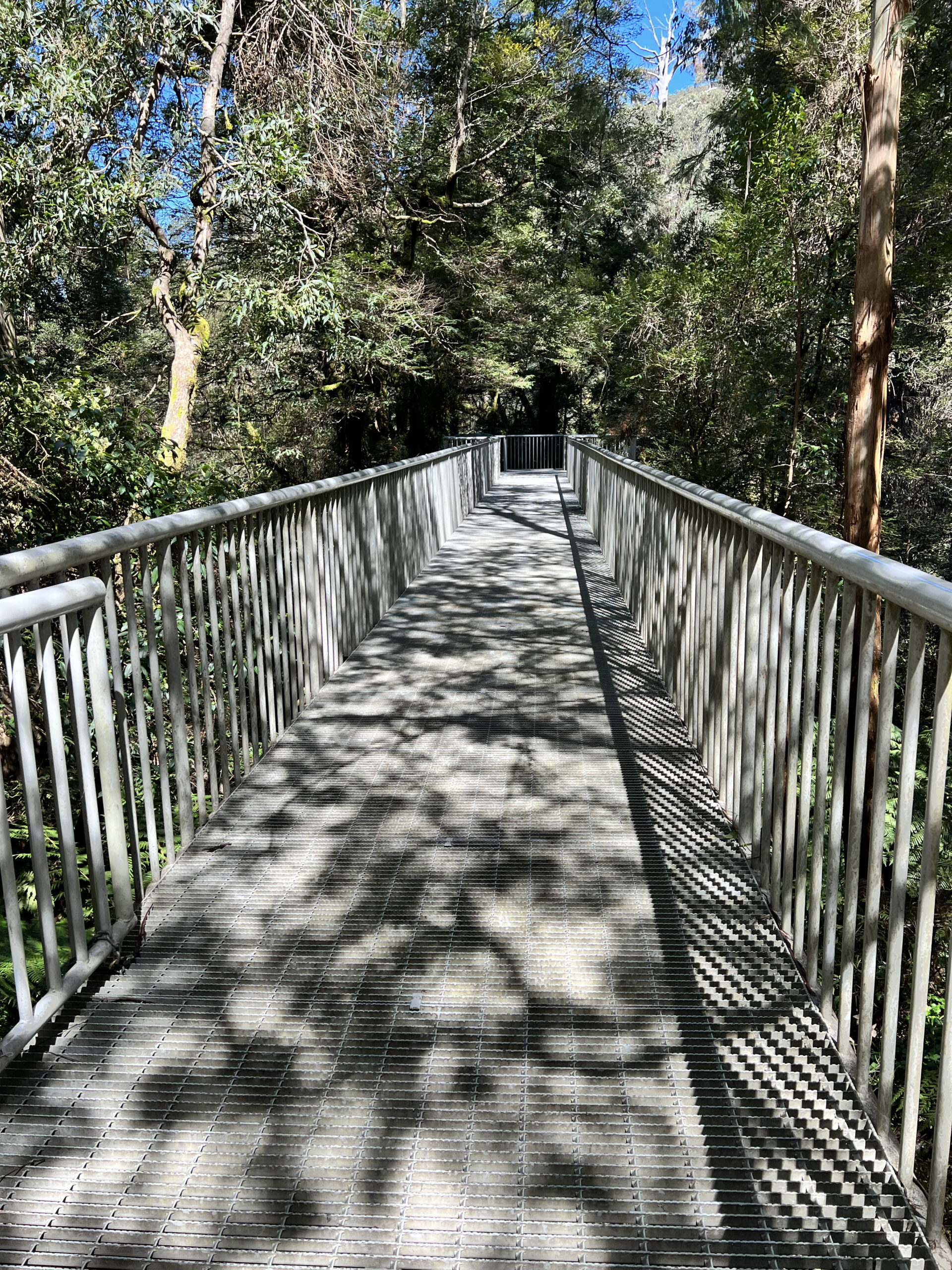 Rainforest Gallery Walk,  Mt Donna Buang