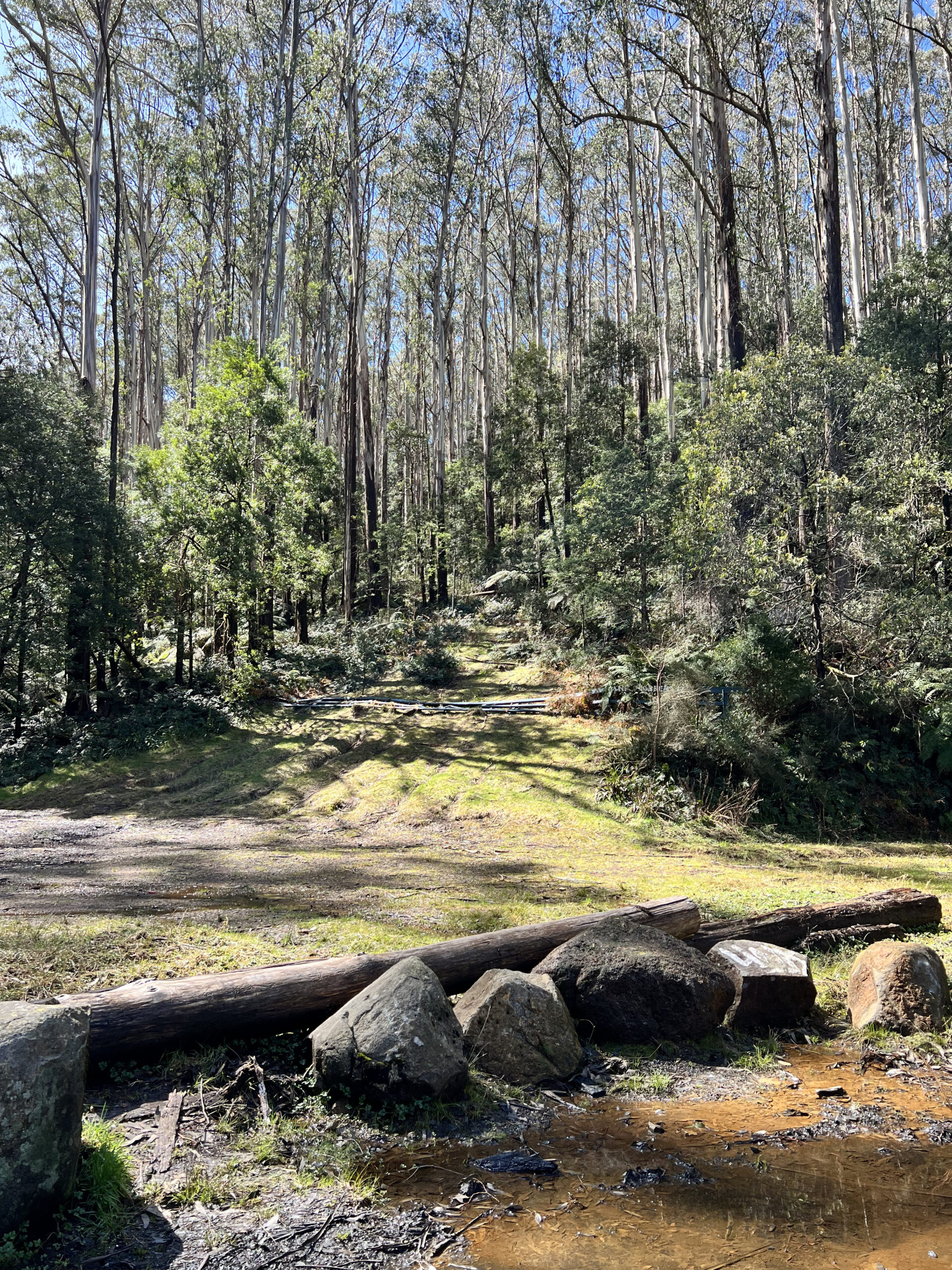 Mt Donna Buang