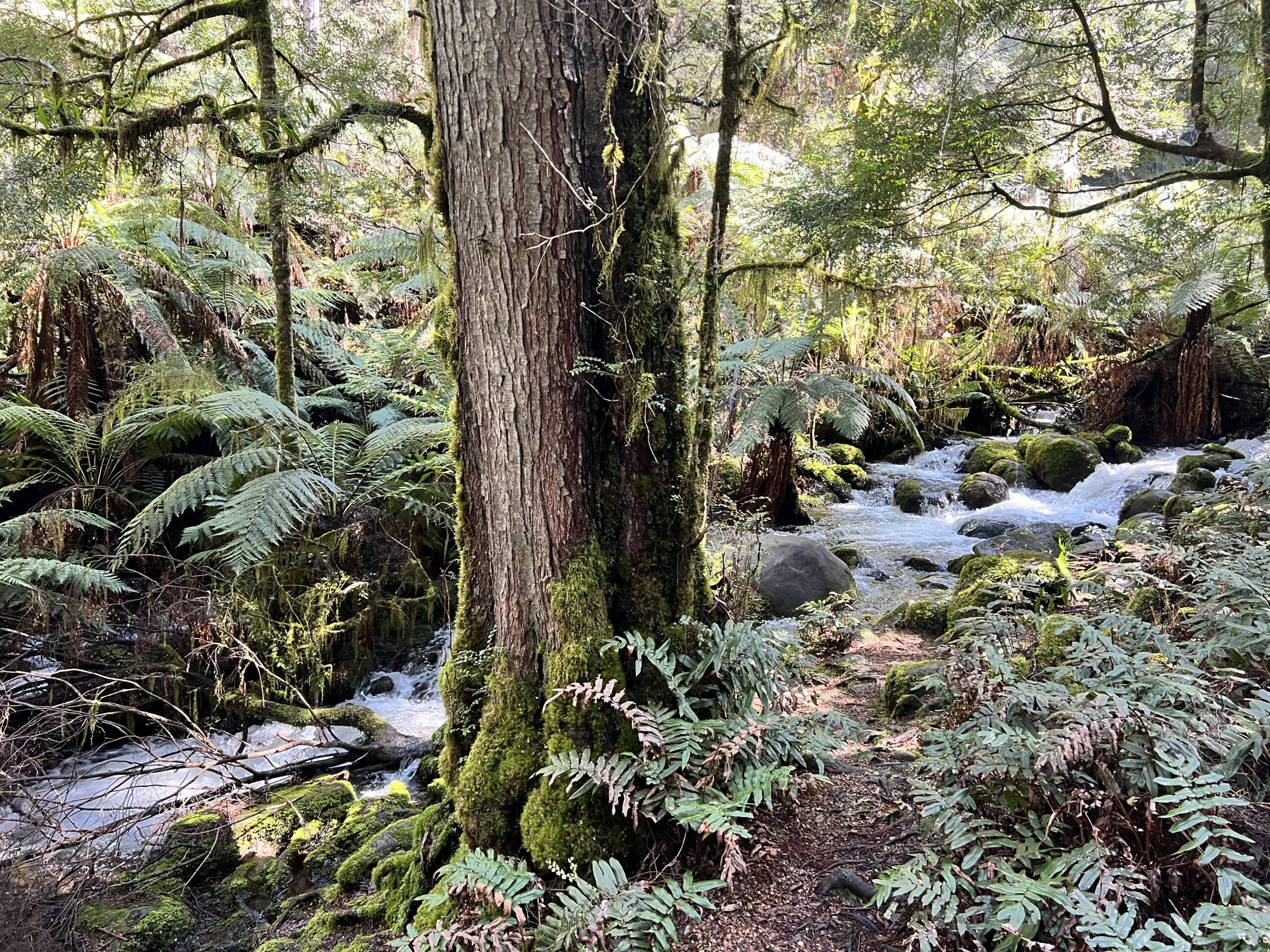 Rainforest Gallery Walk,  Mt Donna Buang