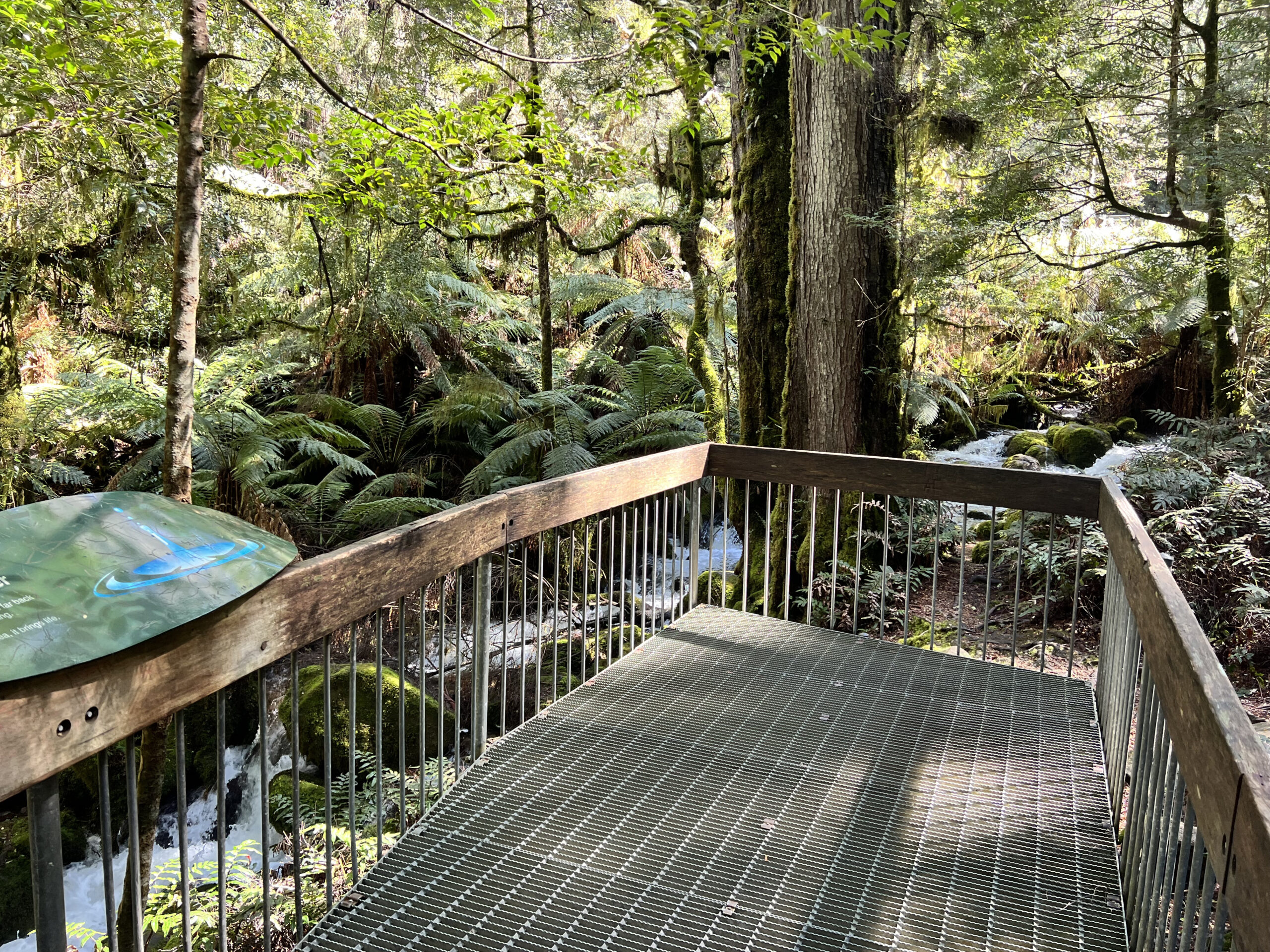 Rainforest Gallery Walk,  Mt Donna Buang