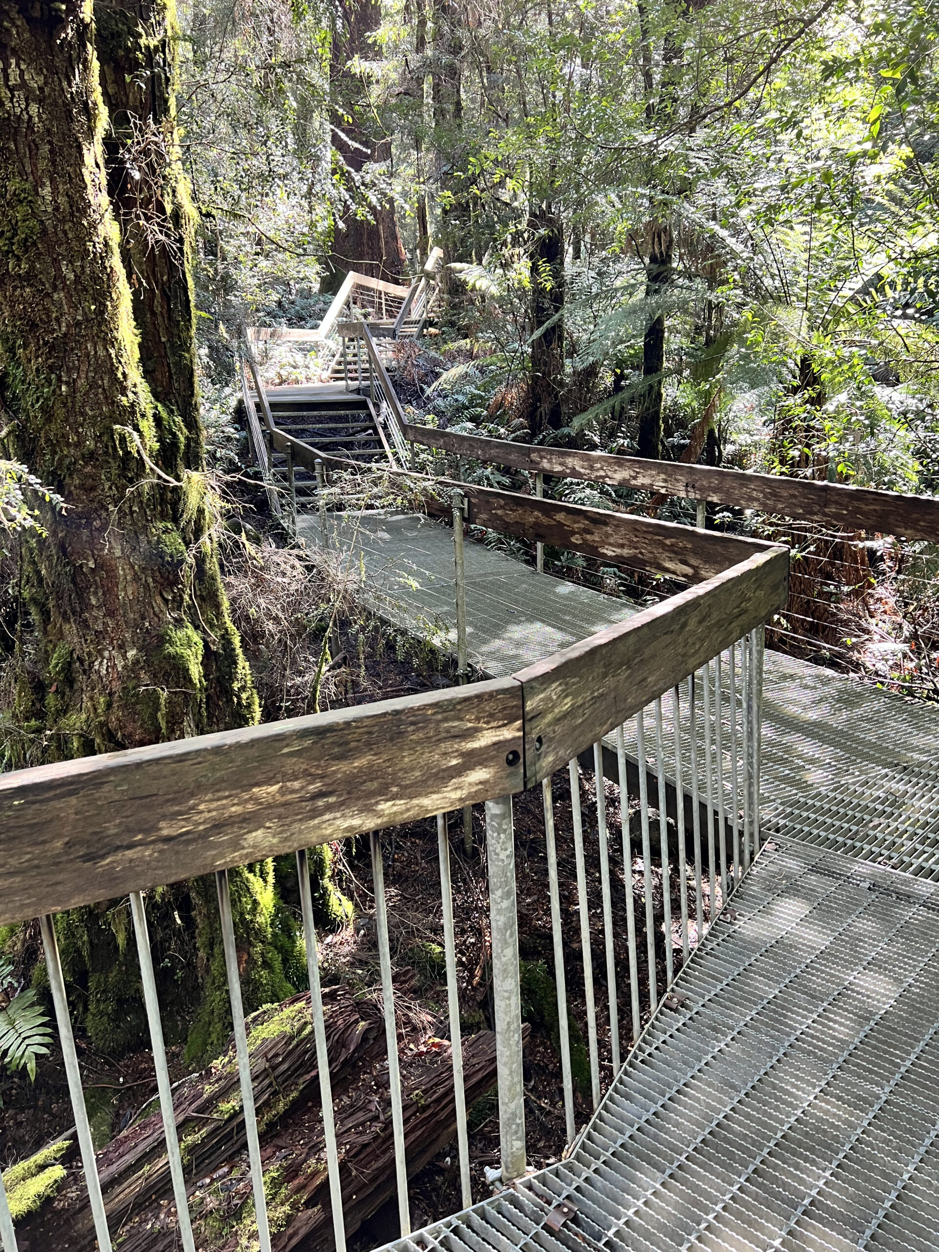Rainforest Gallery Walk,  Mt Donna Buang