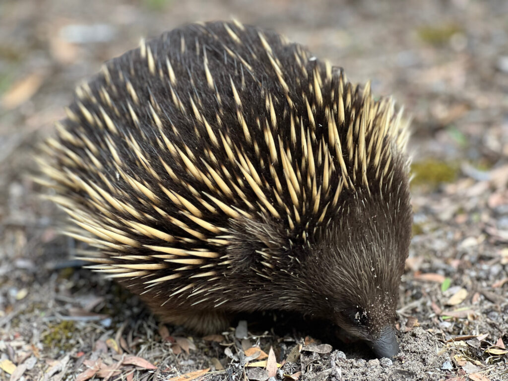 Echidna 