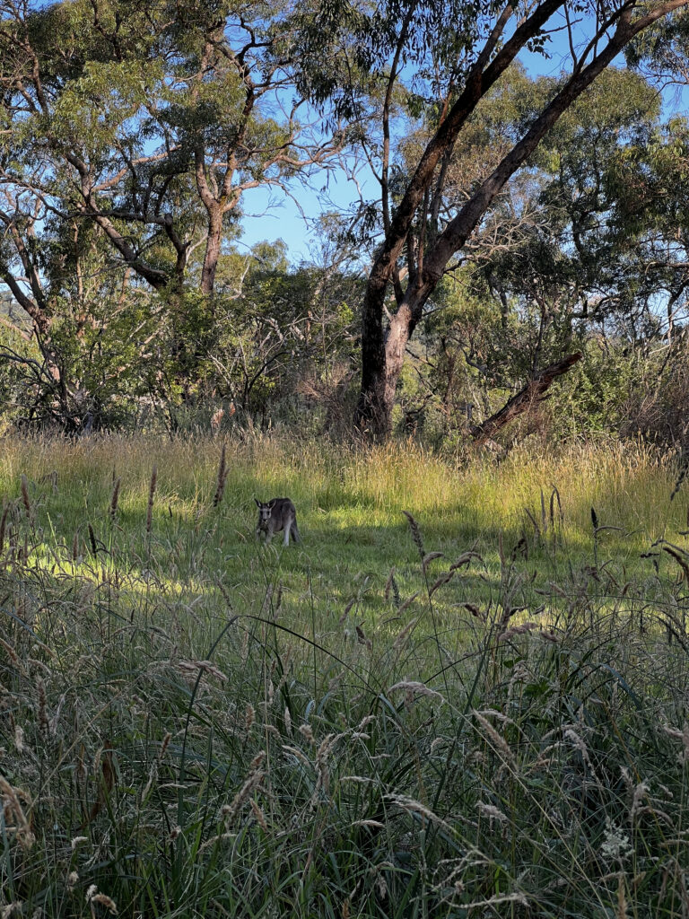 Kangaroo on walk