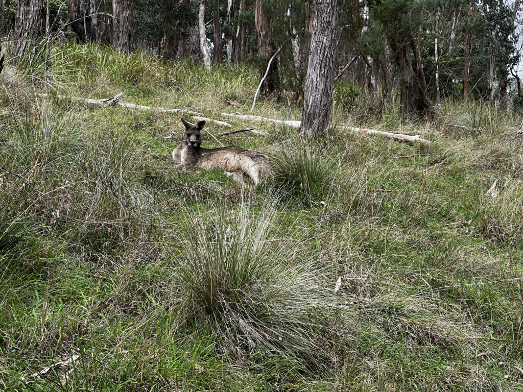 Kangaroo